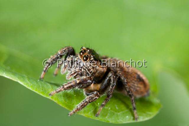Salticidae_9913.JPG - France, Araneae, Salticidae, Araignée sauteuse ou Saltique (Evarcha sp), Jumping spider